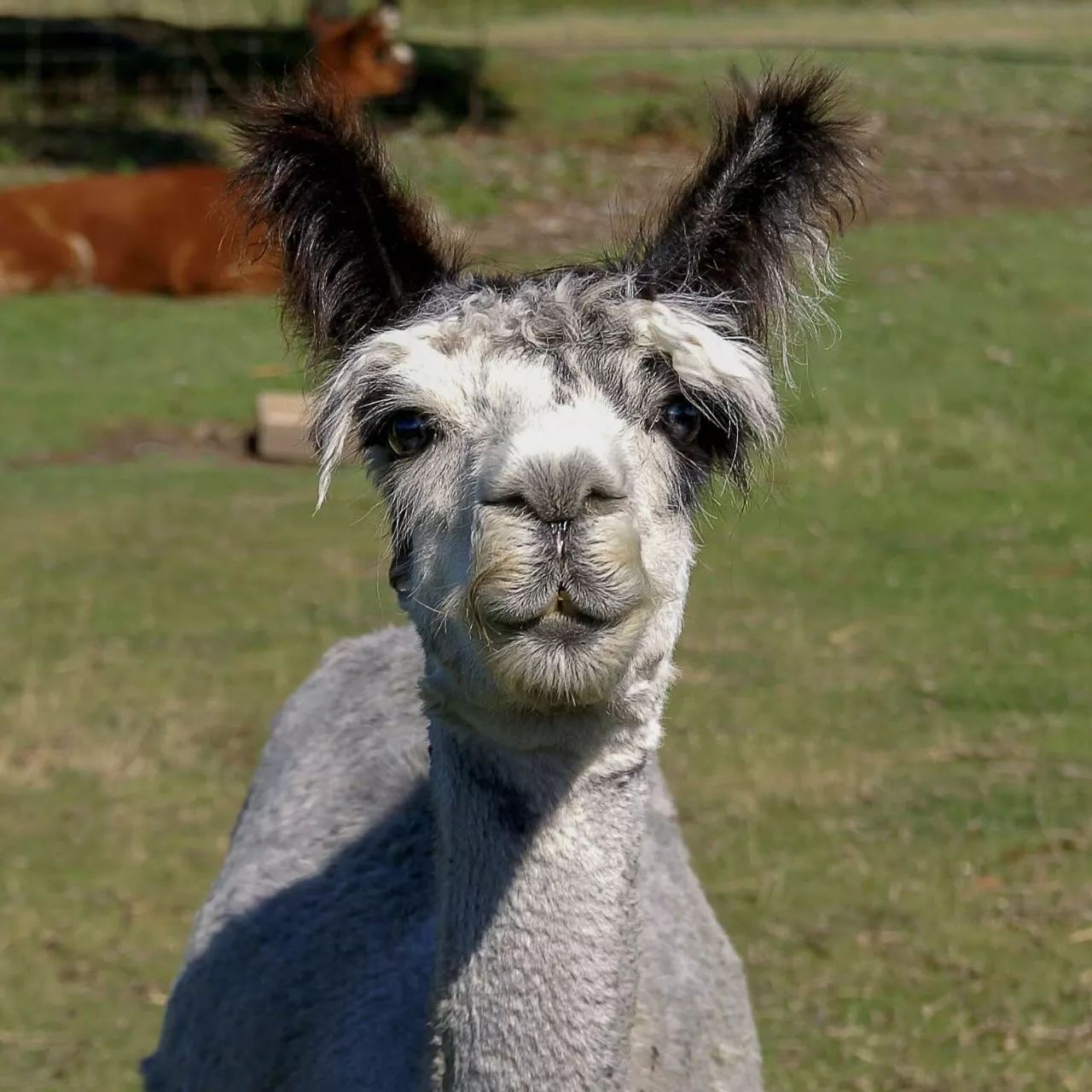 特别的萌给特别的你