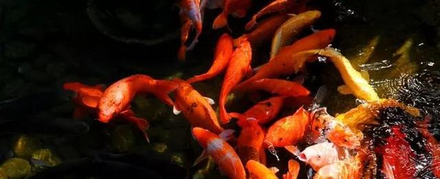 养鱼这么多年，是否还在为流量扬程排气量等困扰？