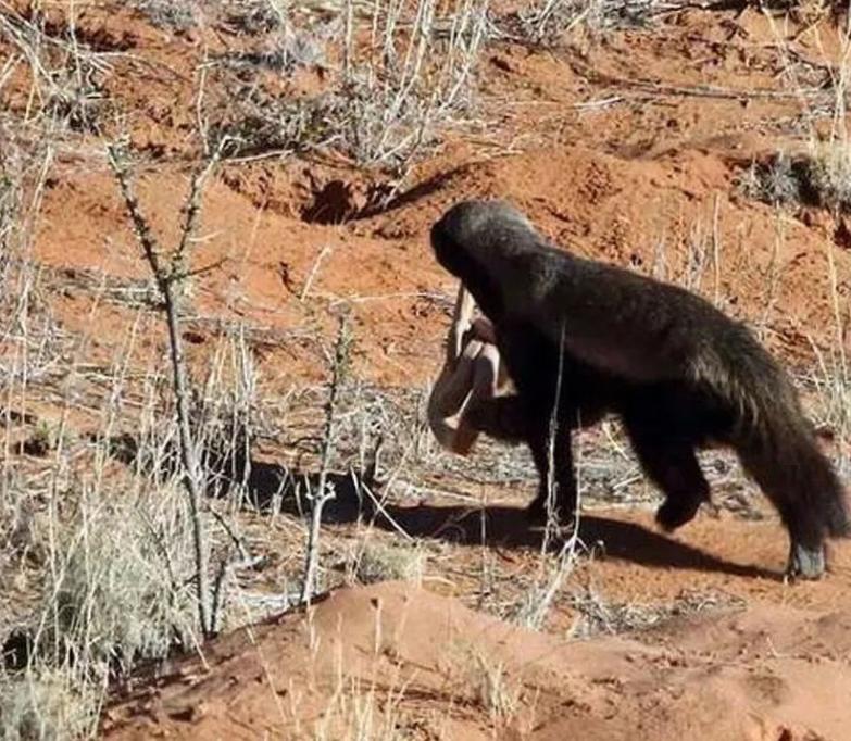 霸气的平头哥拿眼镜蛇当辣条吃,平头哥真的什么毒蛇都不怕吗