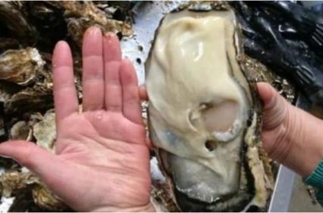 日本人吃巨型牡蛎,日本巨型生蚝