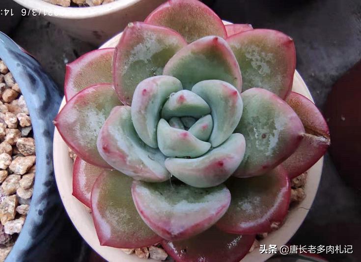 轰动和奶油泡芙是一个品种吗,轰动和奶油泡芙