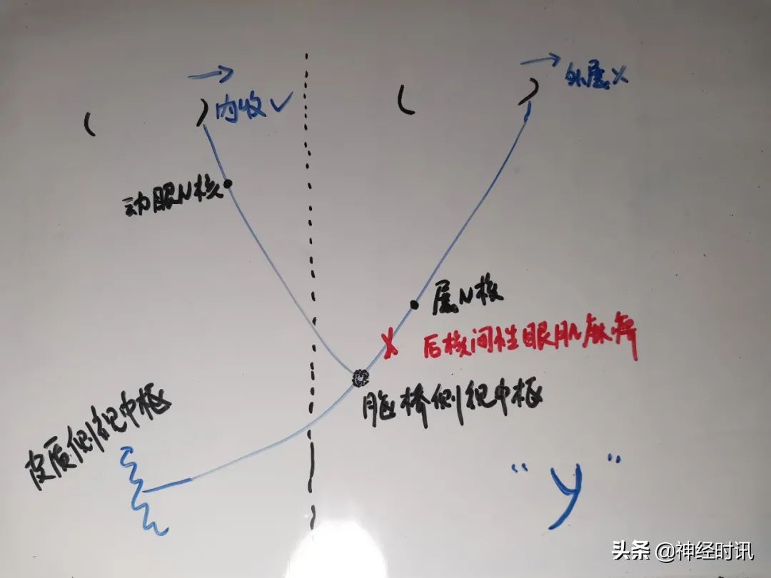 脑干解剖,脑干神经解剖