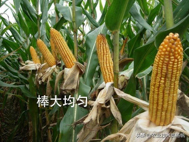 登海685先玉1466玉米品种怎么样,玉米高产种植技术和打药