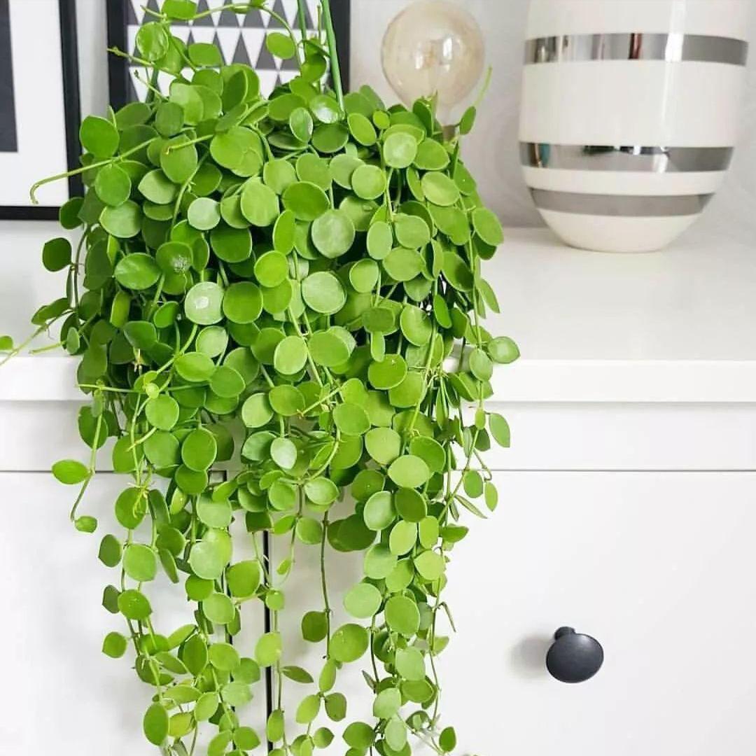 有招财守财寓意的花,招财纳财的花