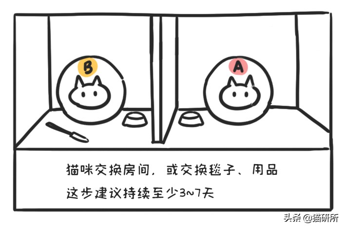 多猫家庭打架,多猫家庭遇到猫咪打架该怎么办