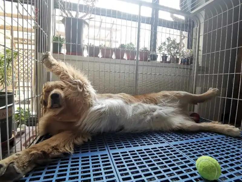 模仿狗狗睡姿,分享下你家狗子的睡姿