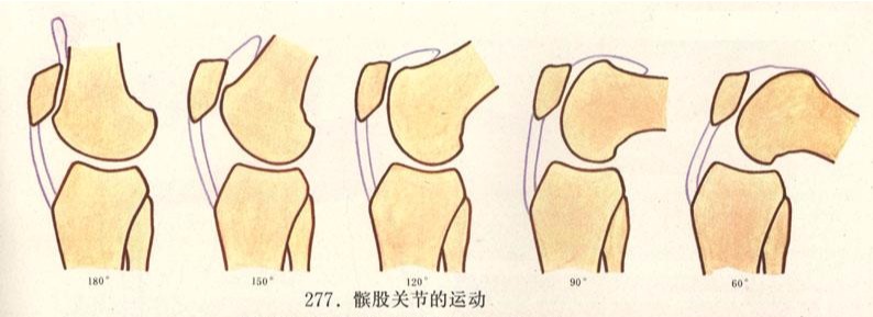 跑步对膝盖的正确训练,错误跑步姿势小腿疼怎么办