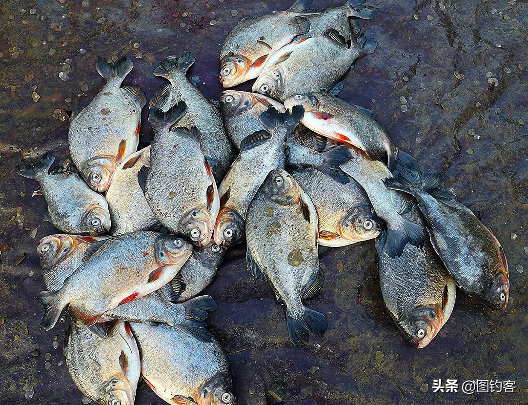 淡水中的汽水鱼,淡水汽水鱼有哪些