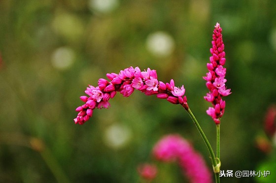 红蓼草做酒曲,没有老酒曲怎样用辣蓼草做酒曲