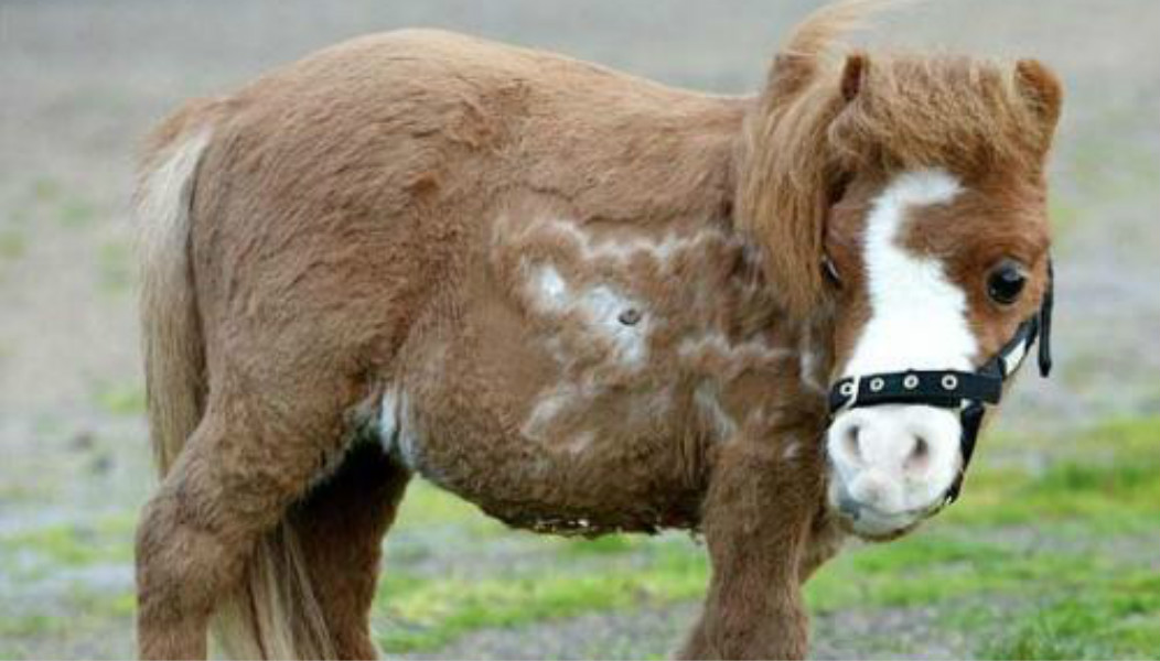 动物的神奇能力,动物的医疗本领