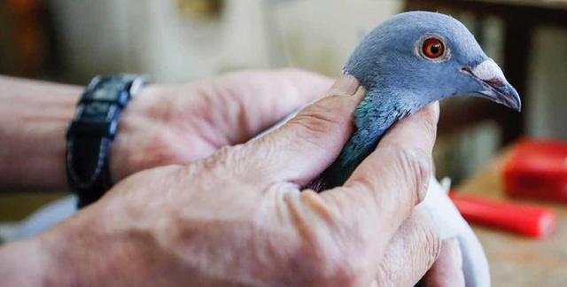 赛鸽比赛归巢回哪,幼鸽归巢收翅赛视频