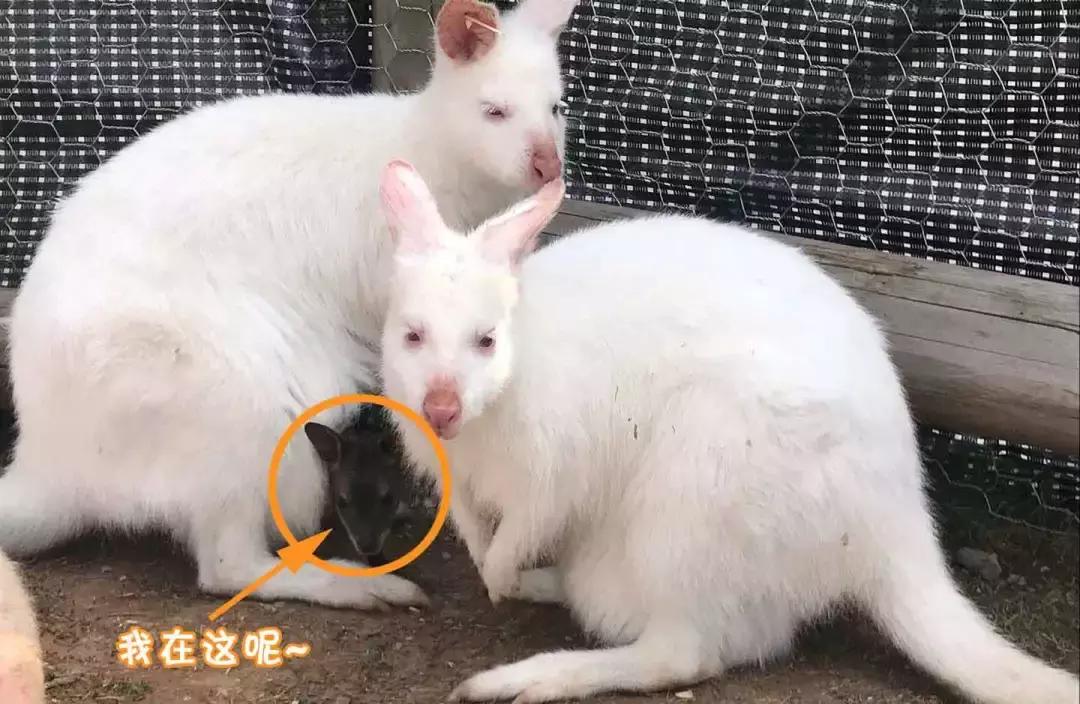 袋鼠界的“白雪公主”,近日找不到孩子他爸了……