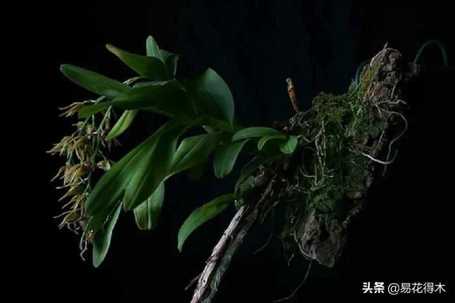 石斛分类小知识,石斛多少种哪一种比较好