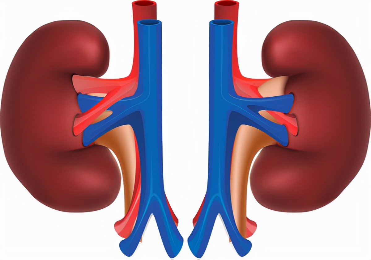 肾病降肌酐的偏方,慢性肾衰肌酐500中药良方