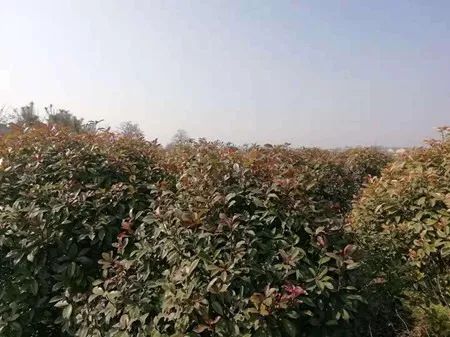 爱心助农米面粮油推销宣传,爱心助农蔬菜批发