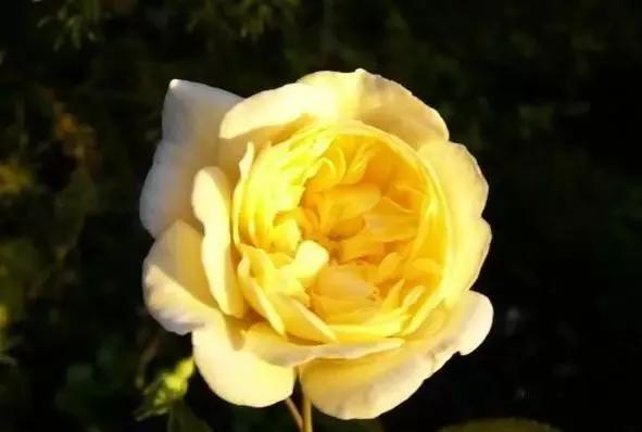 每天学习一点点花卉,100种常见玫瑰品种