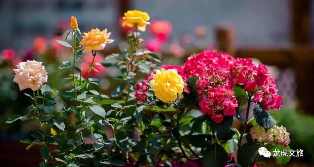 南京溧水千亩玫瑰,南京玫瑰园千亩花海迎来盛花期