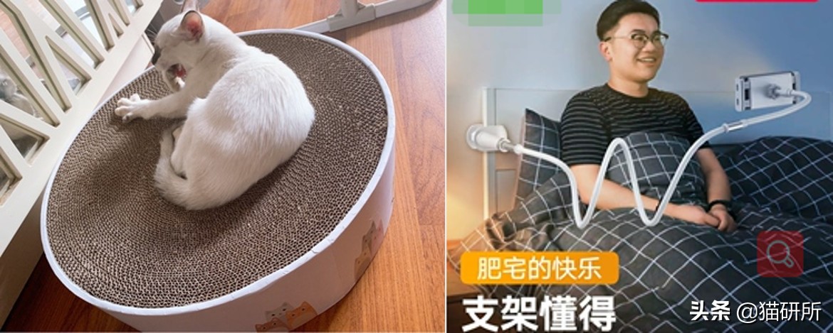 猫咪省钱好物维生素,猫咪必买的10种单品