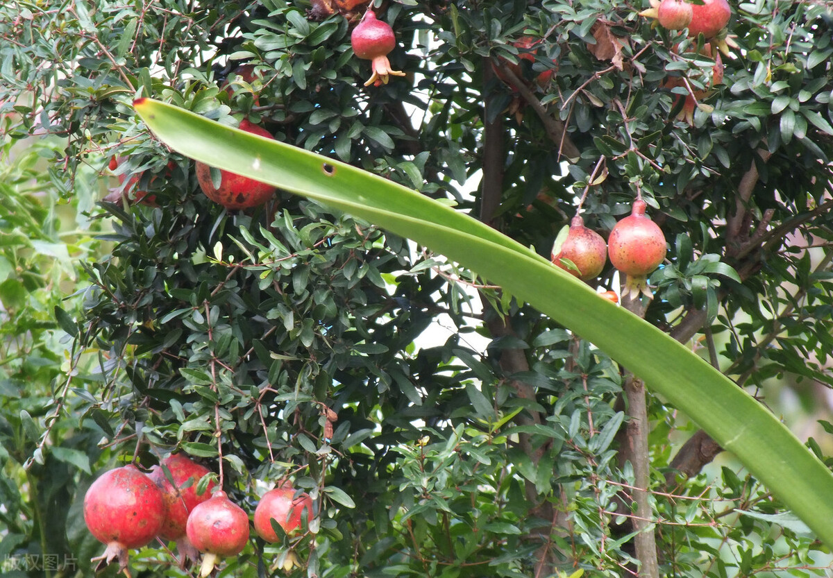 山东软籽石榴树苗种植基地,四川种植突尼斯软籽石榴树