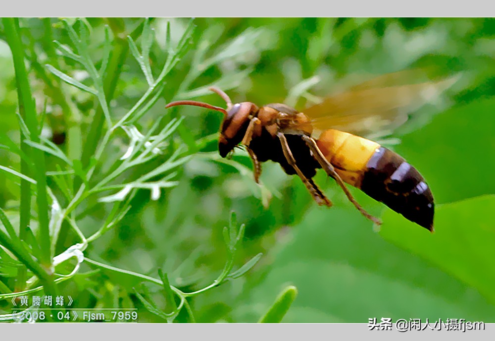 摄影图文：“秋天莫惹胡蜂”,几种常见的胡蜂