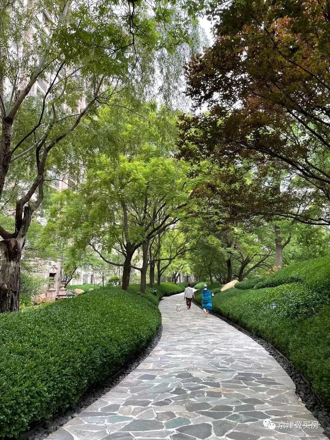 朝青2018年价格,朝青价格走势