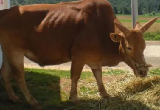 牛不吃料越来越瘦怎么办,牛不长肉还越来越瘦
