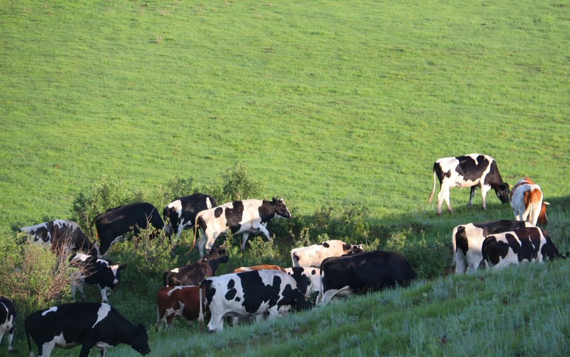 国产奶粉哪些品牌娃吃了比较好,国产奶粉有哪个牌子好吸收好消化