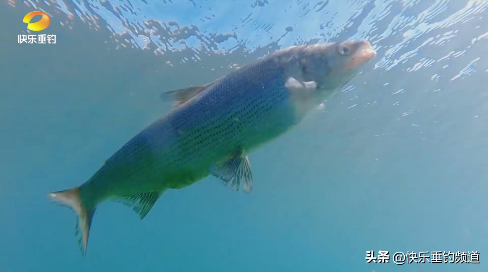 女子和大鱼搏斗,女子与大鱼的搏斗