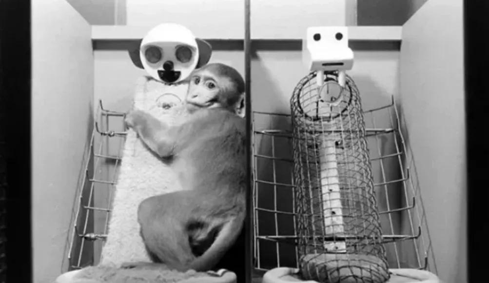 这三个细思极恐的心理学实验,揭示家庭教育最残酷的真相