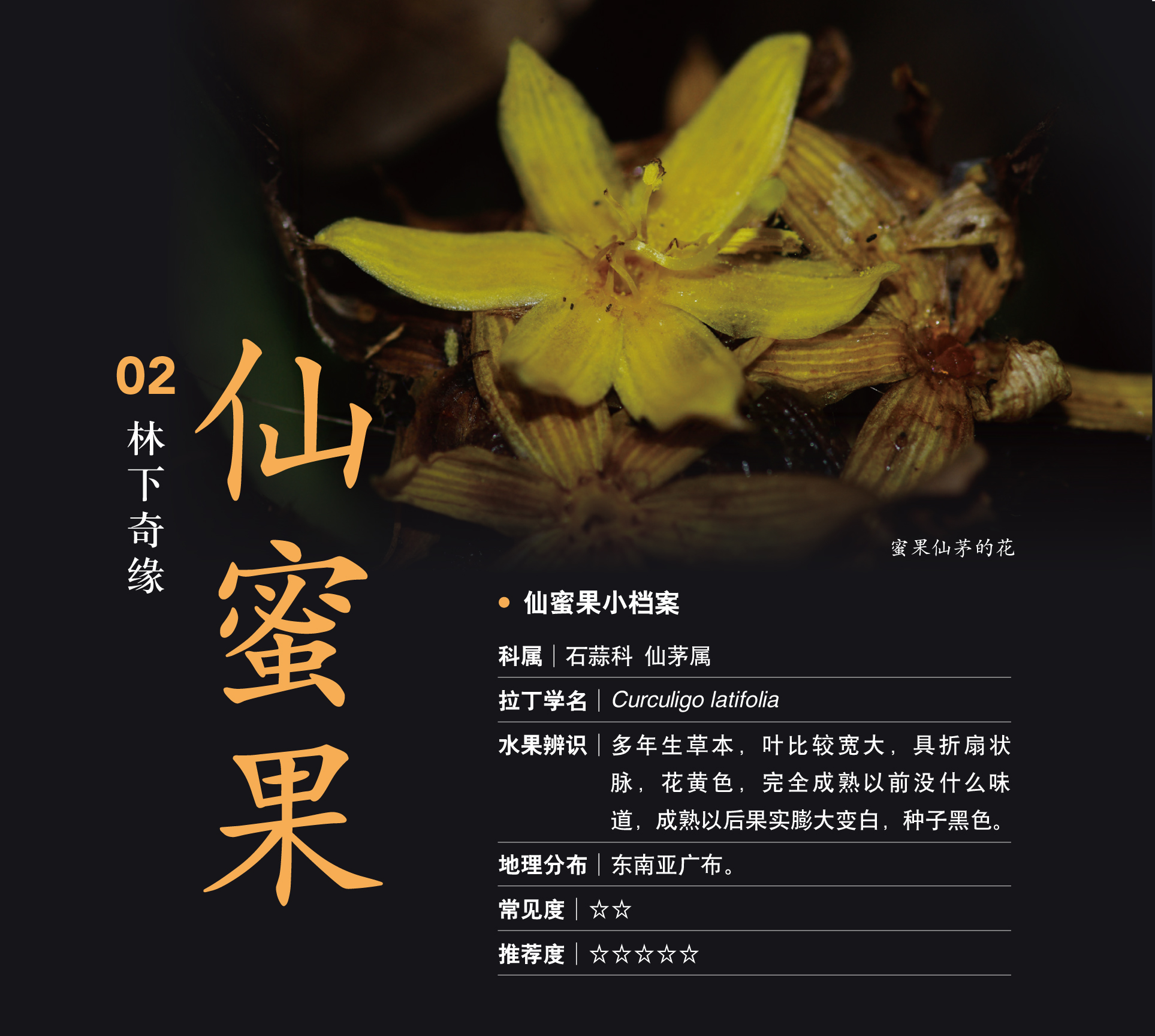 海南热带水果神秘果,仙蜜果是什么