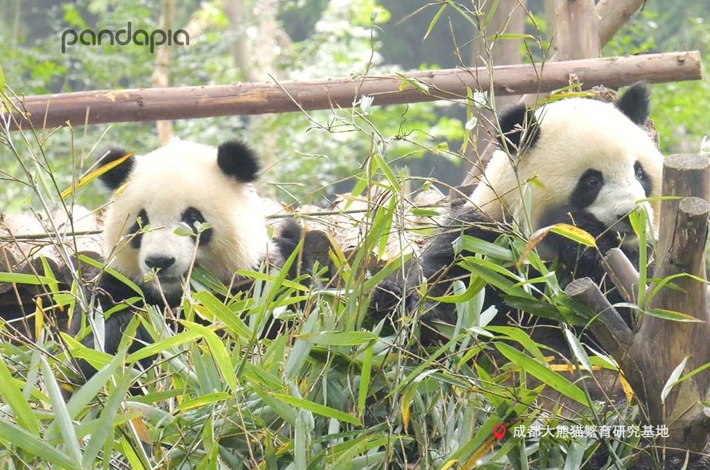 做塑料姐妹,真正的塑料姐妹是什么样的
