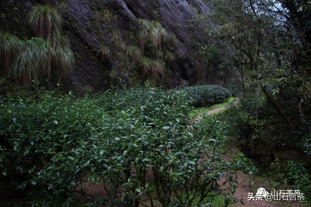 武夷山茶为什么这么出名,茶事真实故事
