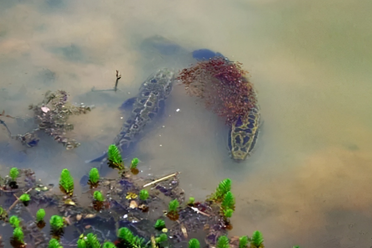最强路亚假饵雷蛙的绑法,路亚雷强为什么都用雷蛙