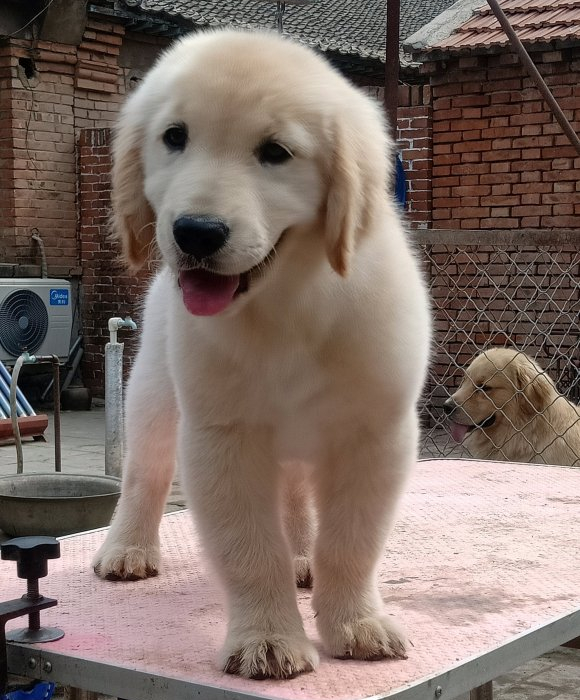 在家洗金毛,在家金毛狗洗澡