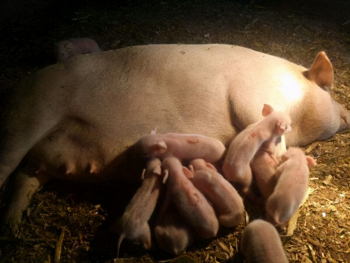 最近母猪低温较多养猪人怎么防治,母猪产仔率低养猪人应该如何解决