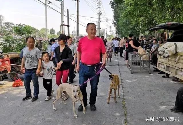 狗市金毛犬最新视频,狗市精品成年金毛犬