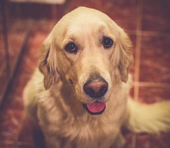 犬分离性软骨病,犬的主要疾病有哪些