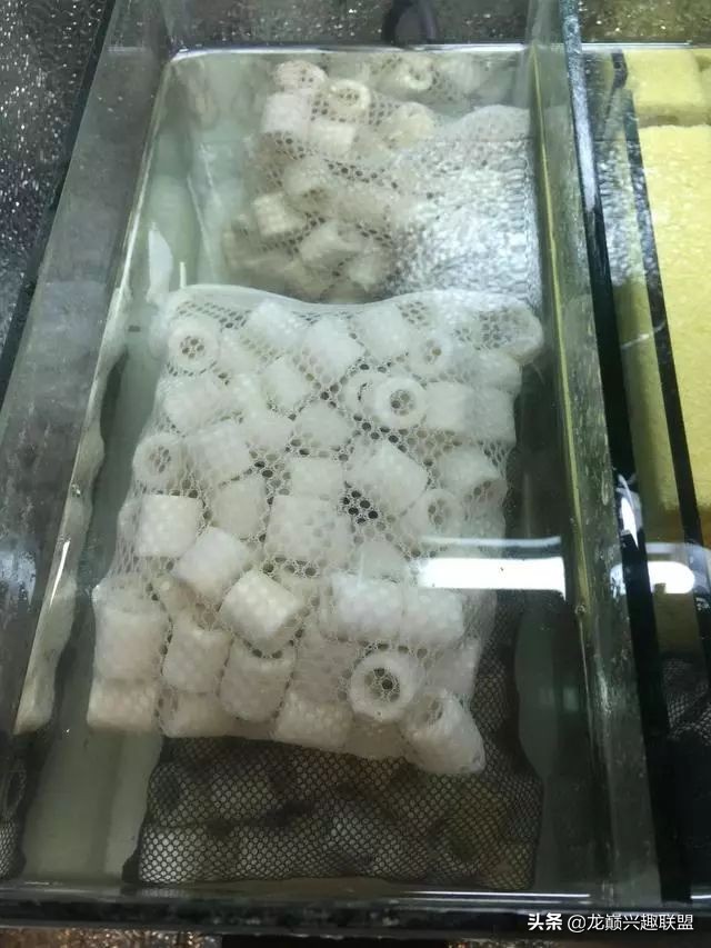 垃圾桶旁边的四方鱼缸，捡回去养了一缸金鱼，别说还挺不错