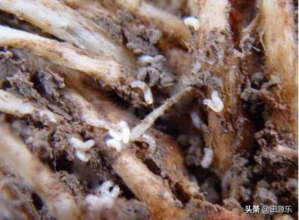 种植韭菜之前防治韭蛆的好方法,韭蛆病虫害防治方案