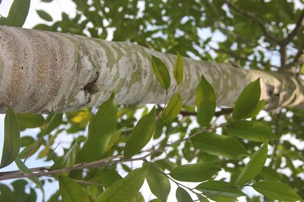 沉香树长得是什么样的,沉香漂亮