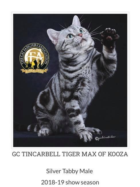 美短虎斑猫咪的品种,美国短毛猫虎斑价格