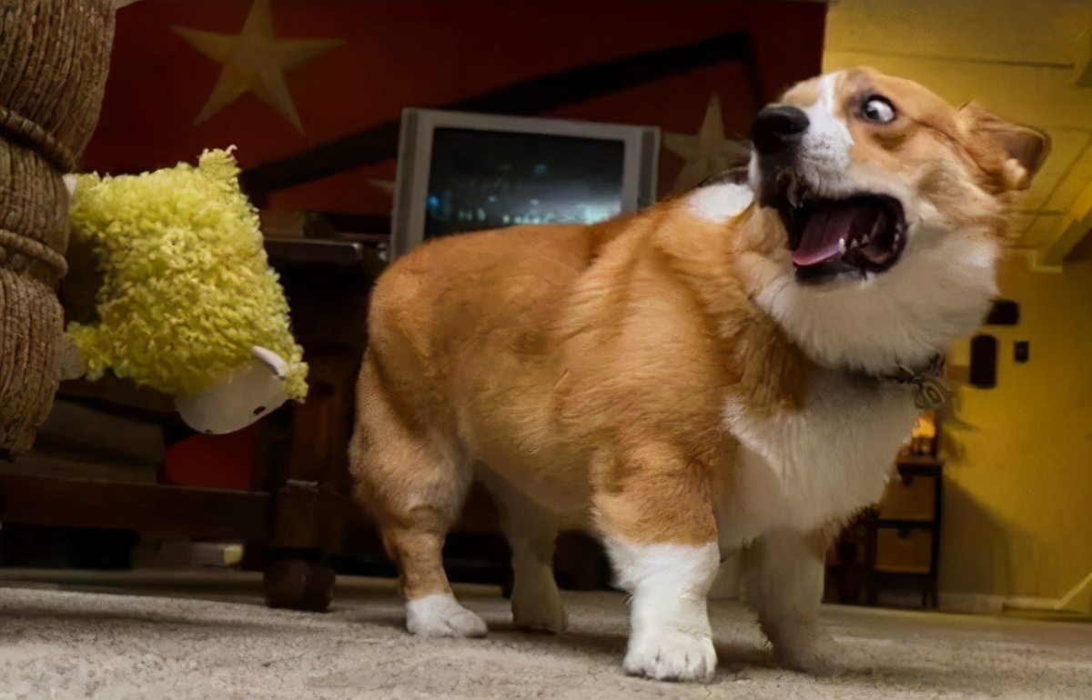 狗狗太胆小怎么办晚上叫不停,怎么纠正狗狗的胆小习惯