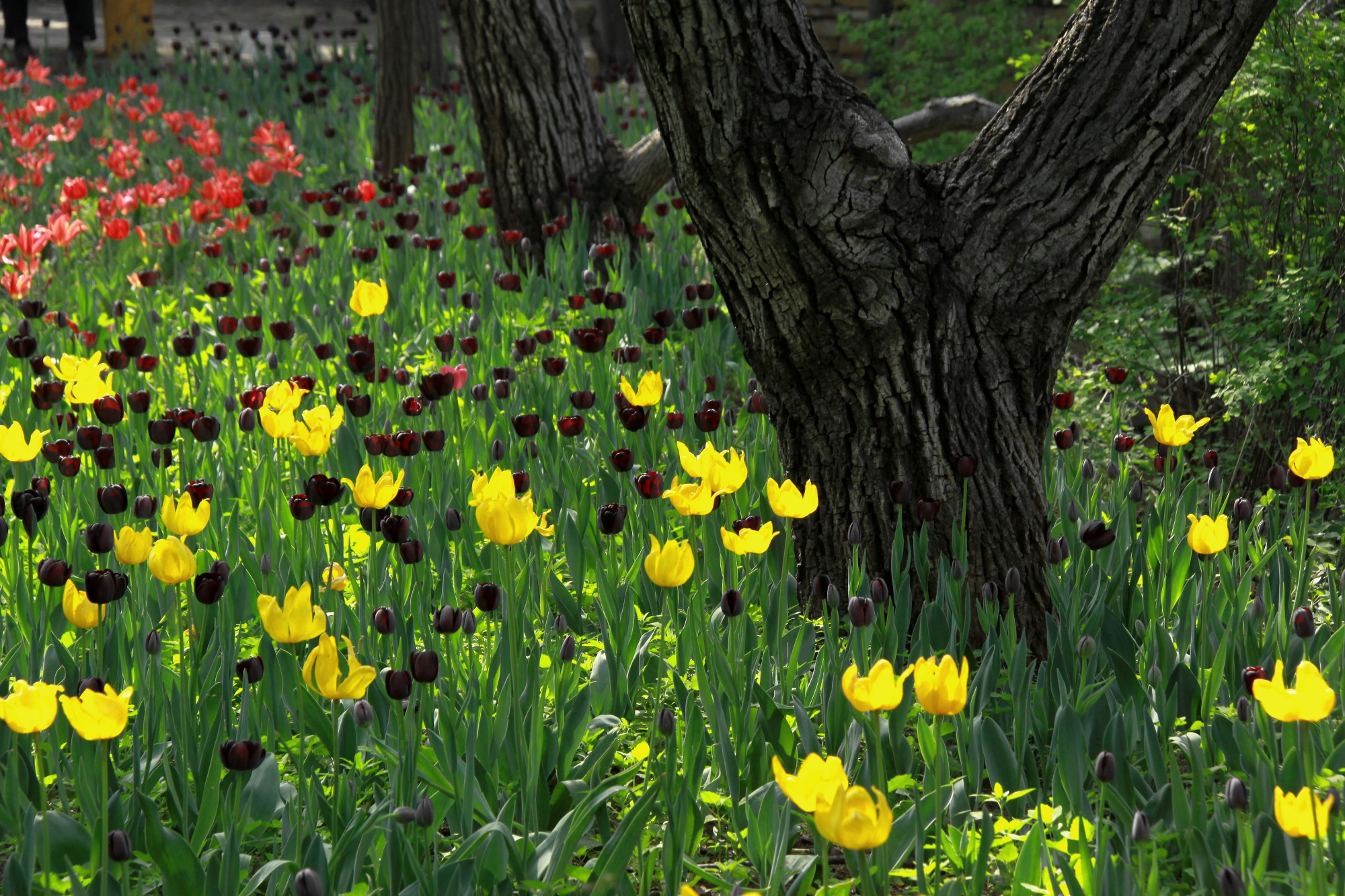 郁金香济南哪里最好,济南万象城郁金香
