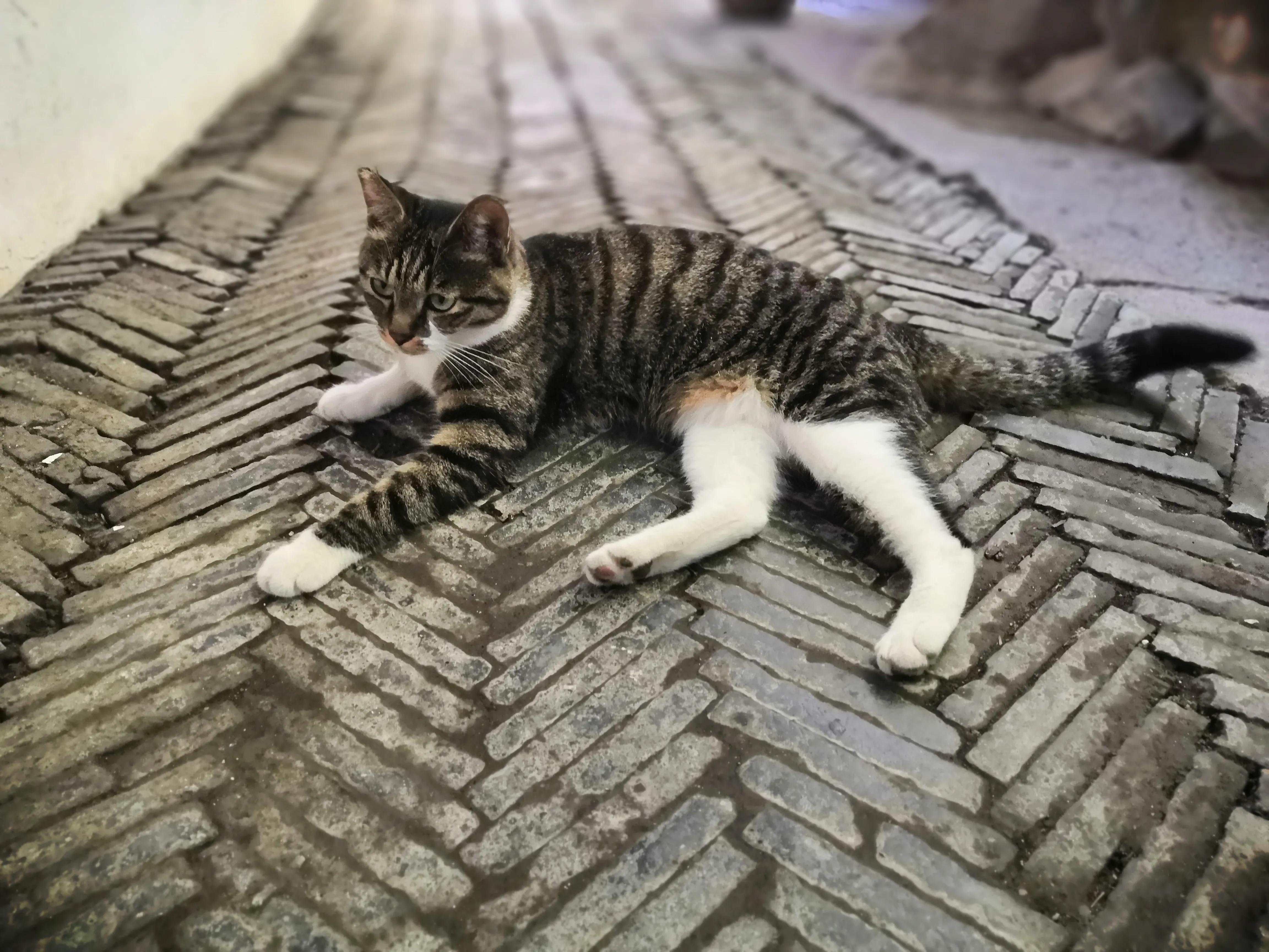 苏州西园寺值得一去吗,苏州西园寺旅游攻略