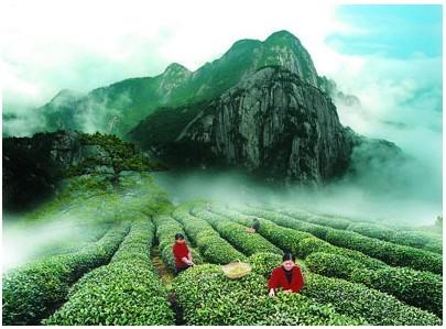 茶叶知识从何学习,茶叶怎么摘才是好茶