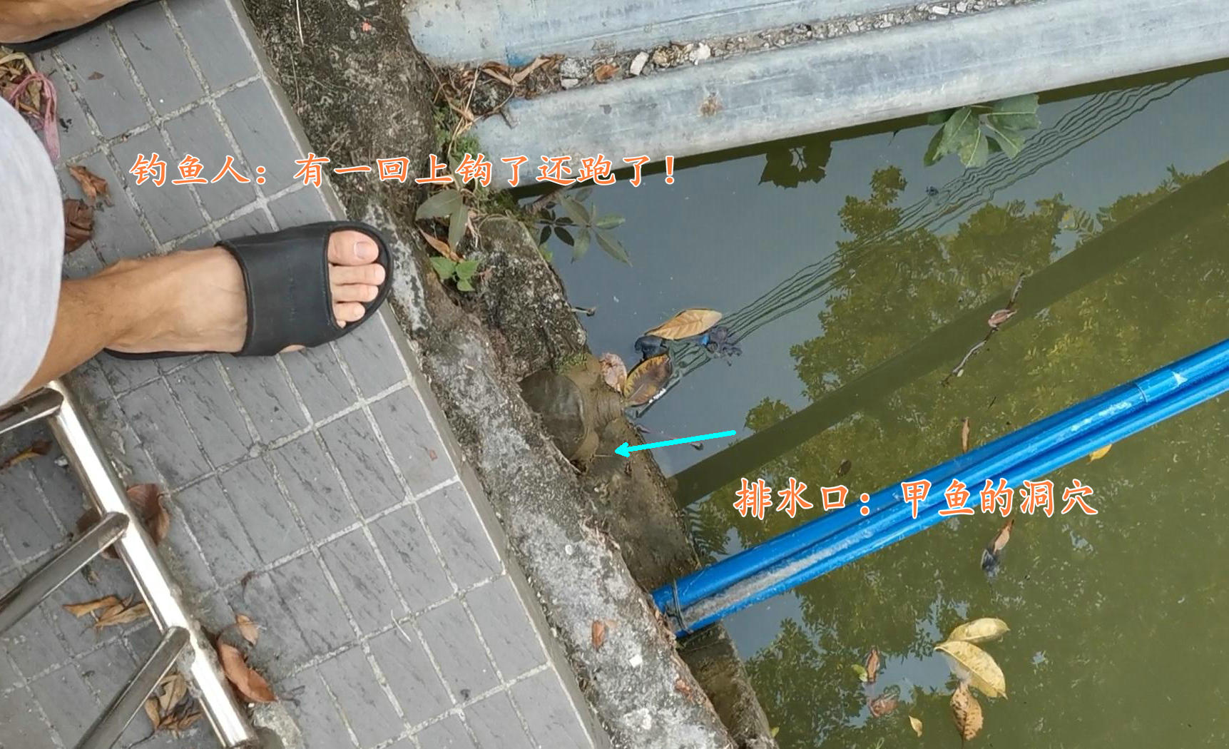 生态稻田大甲鱼,野生甲鱼在哪里栖息