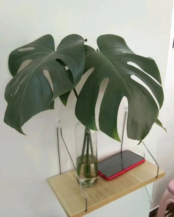 龟背竹叶子尖发黄是什么原因,龟背竹叶子发软发黄怎么办