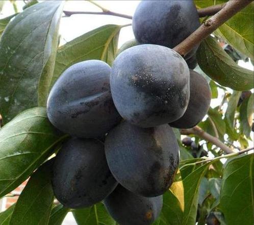 世界这么大你知道有几种水果吗,世界上都有哪些可以吃的水果