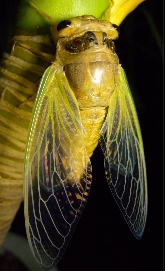 中药蝉蜕的功效作用与主治,蝉蜕的中医疗效