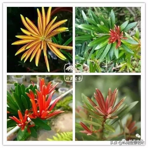 开运招财，非其莫属！清风雅韵，当之无愧！